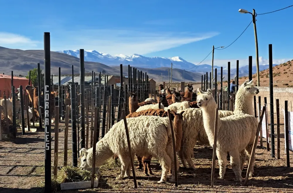 Feria Ganadera de la Llama 2026 en Santa Rosa de los Pastos Grandes.