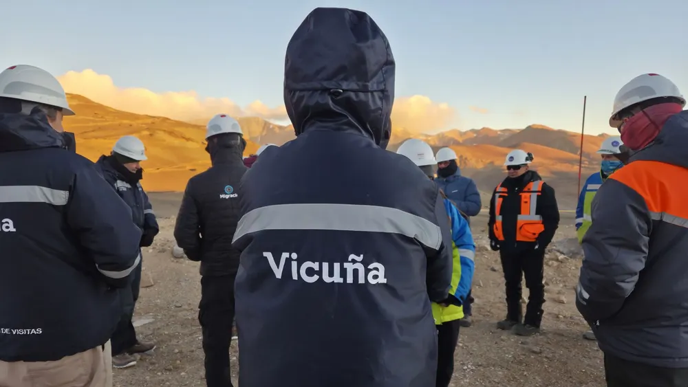 vicuña